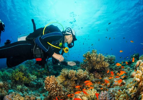 Aktivitas Diving bali